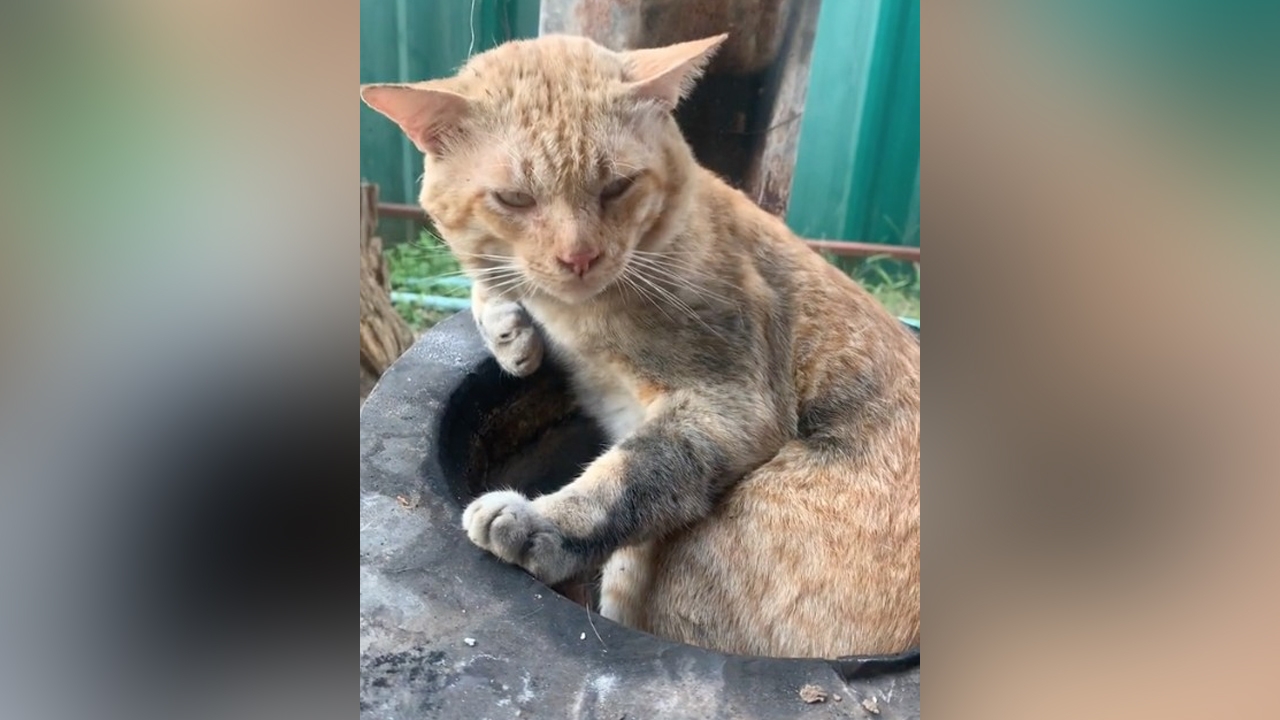 คลิปไวรัล "จอร์น" แมวส้ม ชอบนอนในเตาถ่าน มอมแมมจนพอใจแล้วไปนอนรออาบน้ำ