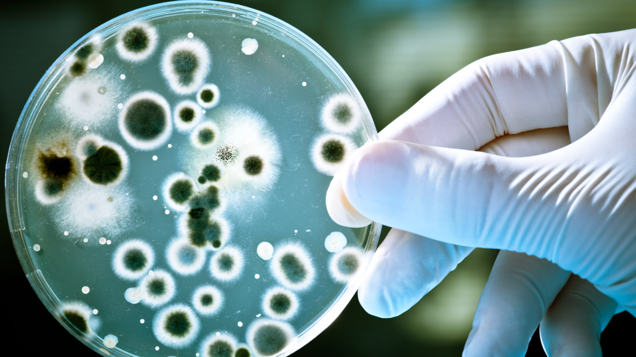 Superbug เชื้อดื้อยาสุดแสบ ที่สร้างความปวดหัวให้กับวงการแพทย์