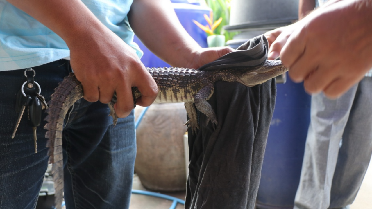 หนุ่มอ่างทองตกปลาได้จระเข้ ประมงเชื่อมีคนนำมาปล่อยทิ้ง