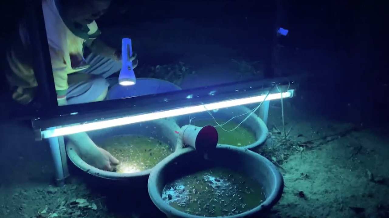 ชาวบ้านดอนดู่ใช้คลิปเสียง ล่อแมงจีซอนไม่เปลืองแรงจับ ขายได้ กก.ละ 150 บาท