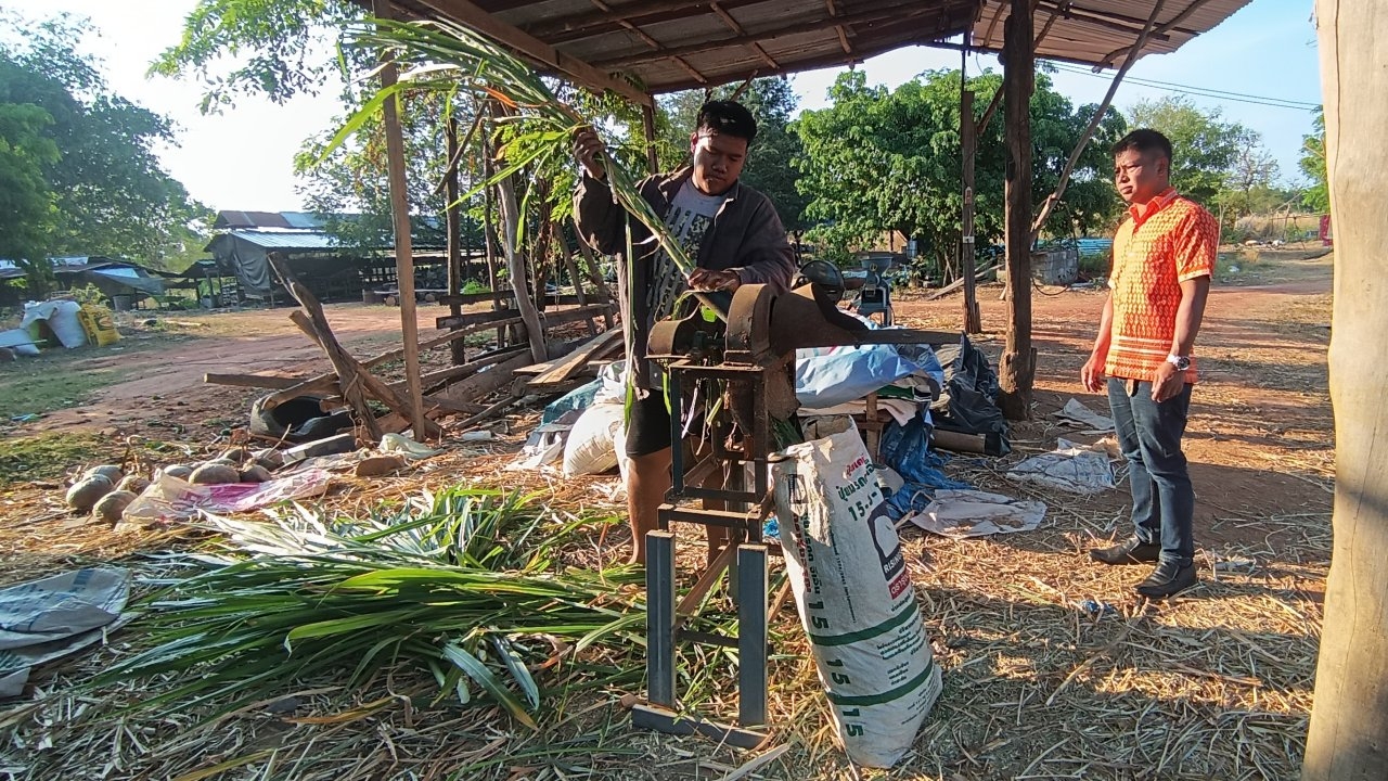 เกษตรกรรุ่นใหม่โคราช ใช้หญ้าเนเปียร์เลี้ยงหมูลดต้นทุนอาหาร แถมคุณภาพเนื้อดี