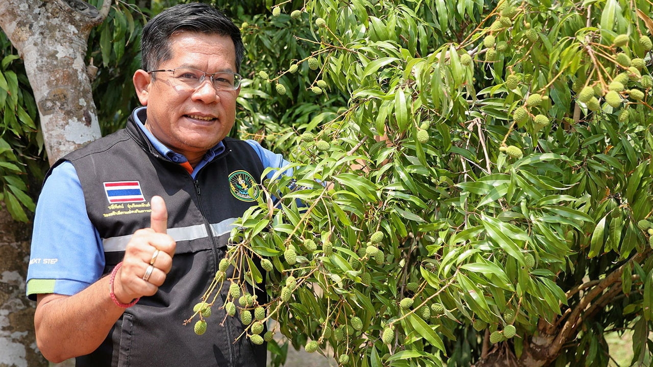 ปีนี้ลิ้นจี่สมุทรสงครามมีให้กิน