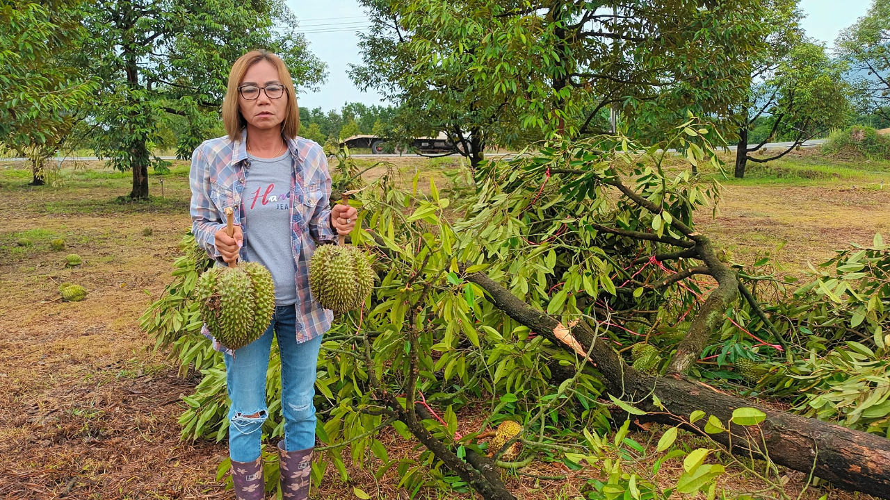 ชาวสวนทุเรียนจันท์ เจอพายุฤดูร้อน ผลผลิตหล่นเสียหาย 600 ตัน