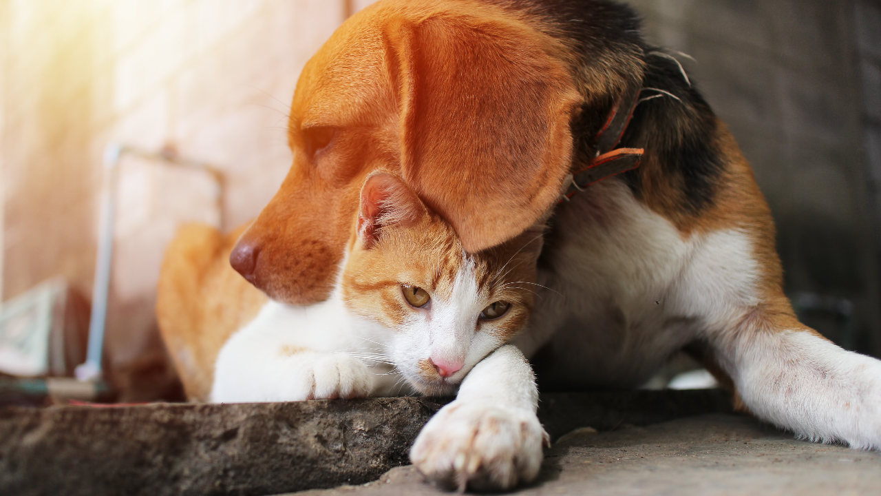 อันตราย "ฮีตสโตรก" ในหมาแมว หมอเตือนอย่าใช้น้ำเย็นจัดราดดับร้อน