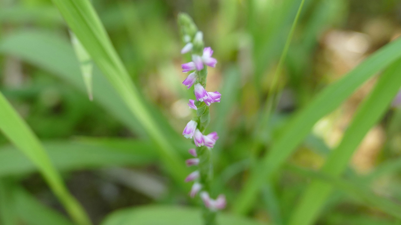 กล้วยไม้สายพันธุ์ใหม่ถูกค้นพบในญี่ปุ่น