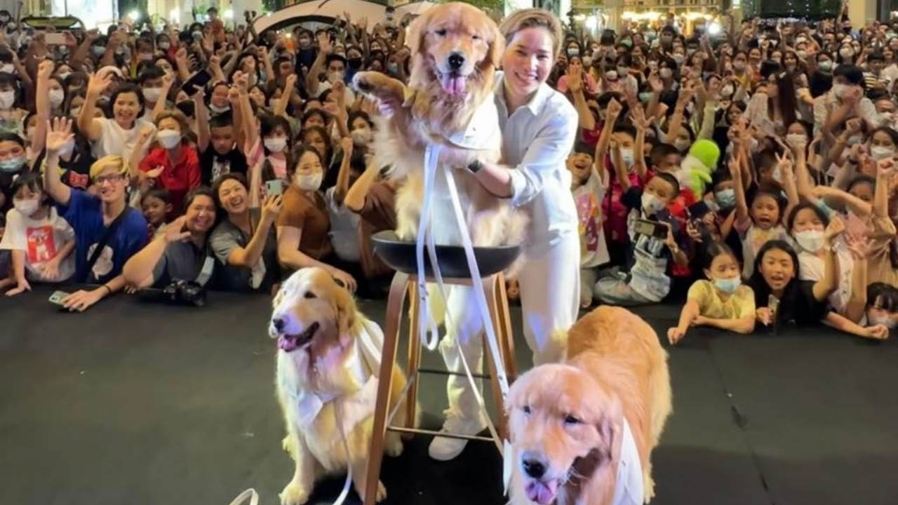 จุ๊มเหม่ง ซุปตาร์ 4 ขา บุกโชว์ตัวทำห้างแทบแตก แฟนคลับรอต้อนรับเพียบ (คลิป)