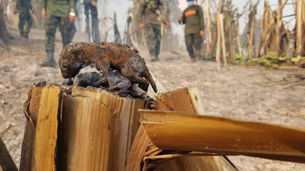 "หมอล็อต" แนะวิธีปฐมพยาบาลช่วยสัตว์ป่าบาดเจ็บ หนีตายจากไฟไหม้