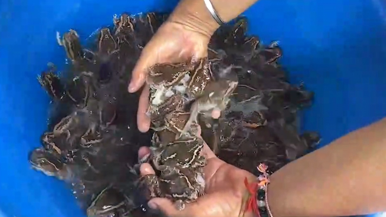 ฝนแรกอึ่งอ่างร่าเริง ชาวบ้านจับขาย กก. 350 แห่ซื้อทำเมนู “ต้มอึ่ง”