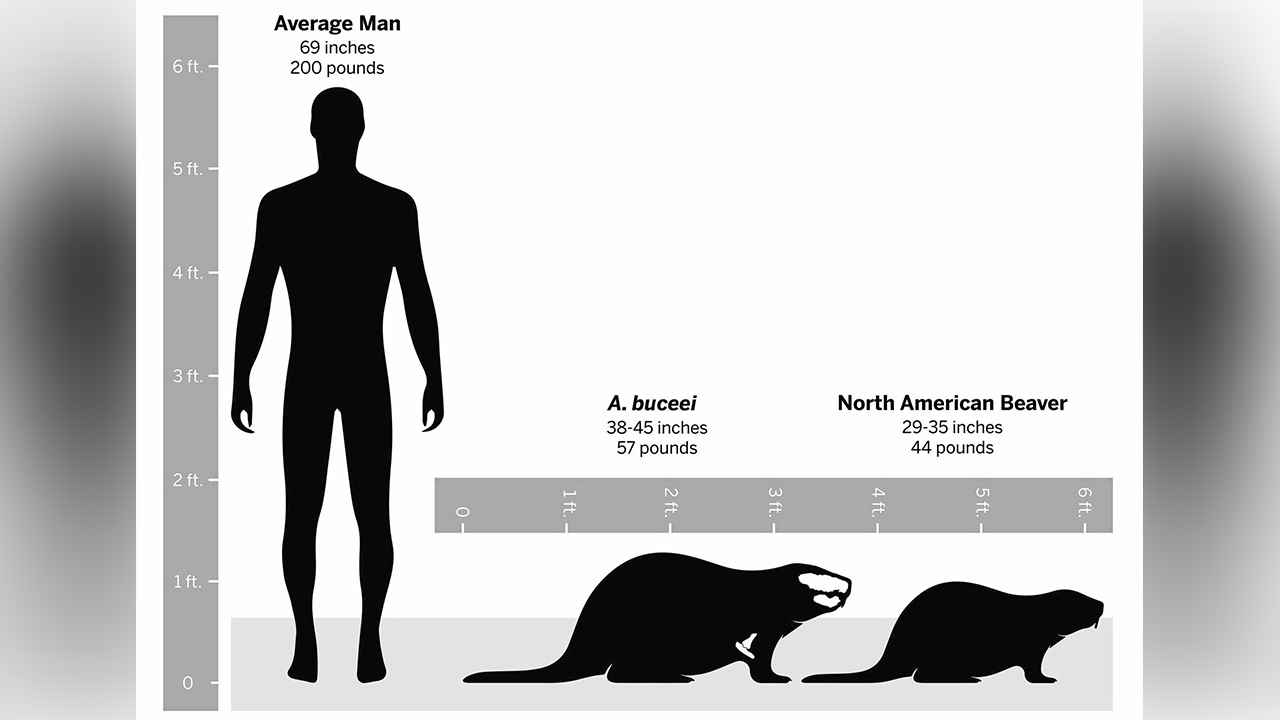 ฟอสซิลบีเวอร์ให้เบาะแสอดีต 15 ล้านปี