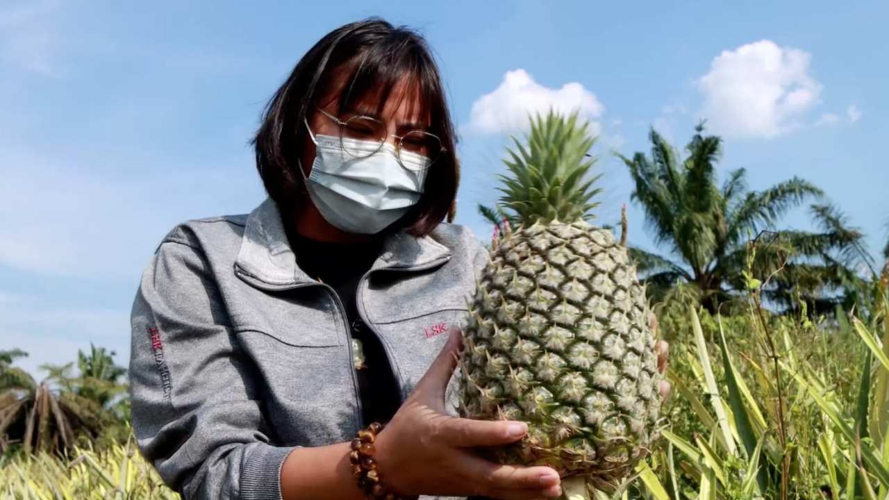 สาวตราดปลูกสับปะรดพันธุ์ไต้หวัน ได้ผลผลิตดี ชูเป็นทางเลือกส่งออกขายจีน