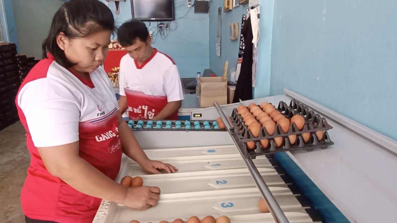 ไข่ไก่แพงคนหันมาซื้อเบอร์เล็ก ไข่เบอร์ 0 ขายไม่ออก ร้านขนมเหมาแผงละ 100