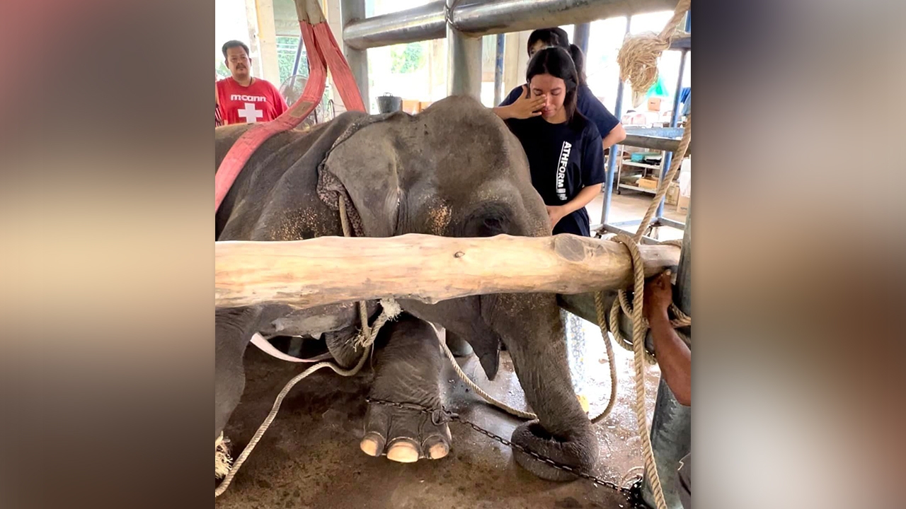 หมอโบว์ เผยเรื่องเศร้า "สีดอนำโชค" ช้างป่วยรอจนนาทีสุดท้าย ก่อนกลับดาวช้าง