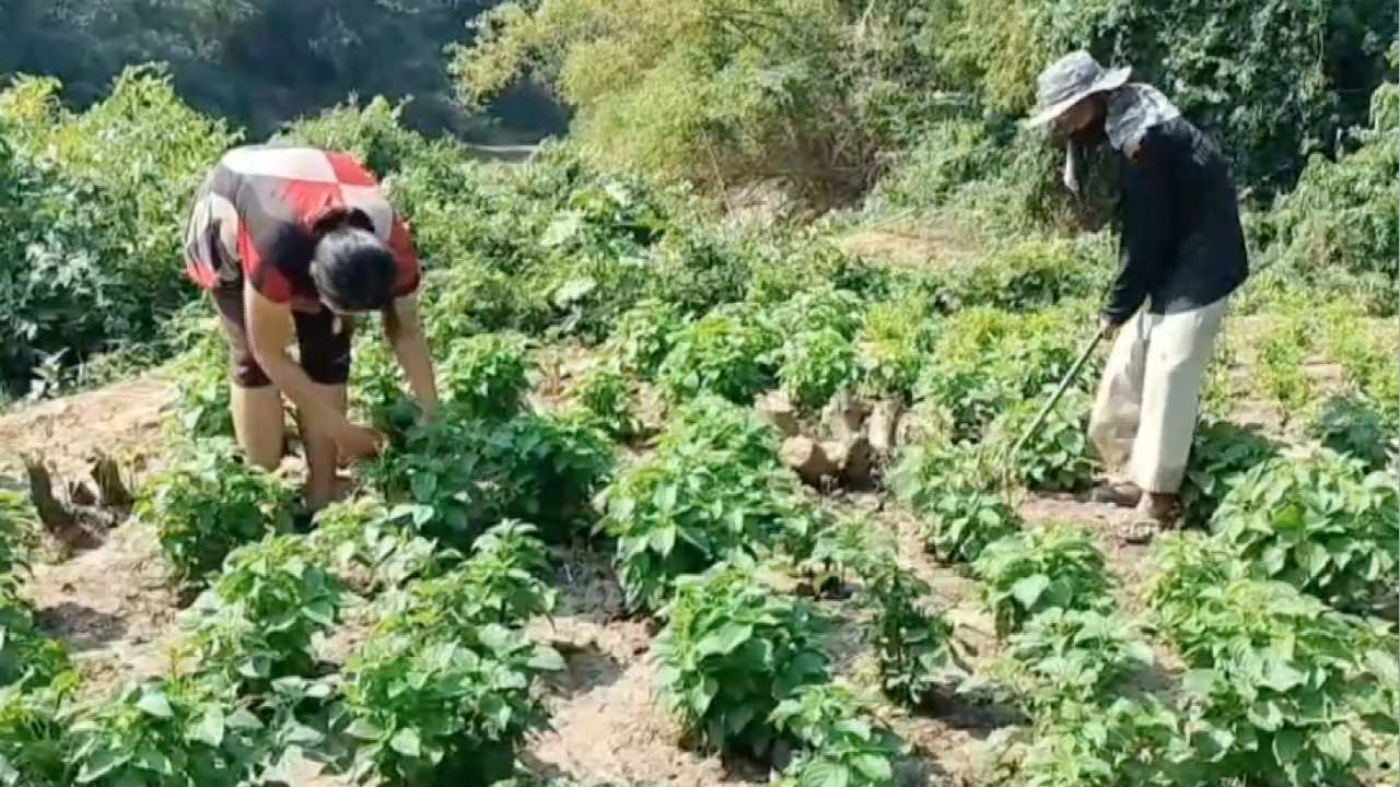 คุณตาปราจีนฯ ใช้ที่ในบ้านตามหลักเกษตรผสมผสาน ปลูกผักอินทรีย์ขายรายได้งาม