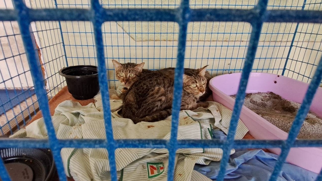 ทาสแมวเศร้า เจ้าของทิ้งแมว 12 ตัวไว้ในบ้าน ปล่อยอดอาหาร จนสุดท้ายกินกันเอง