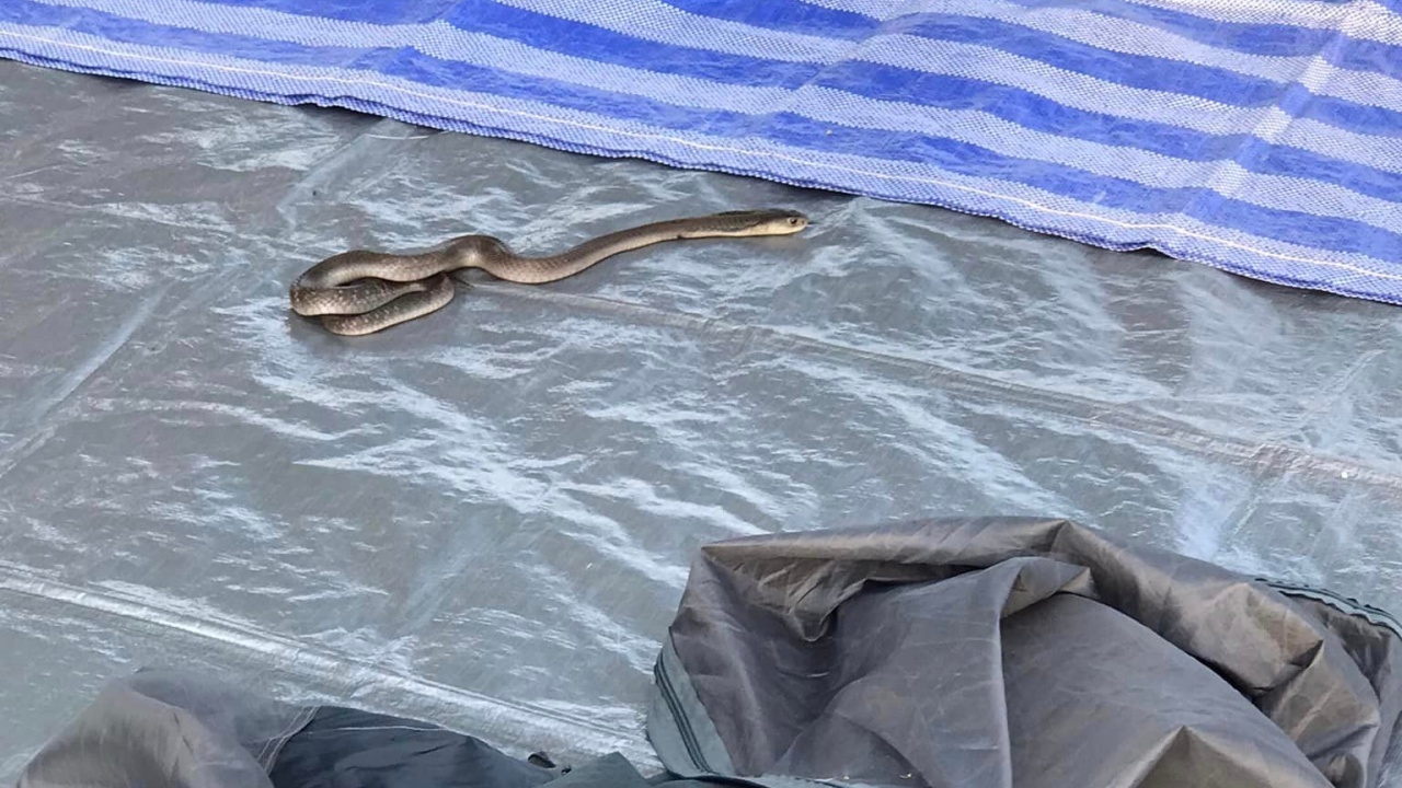 หนีแทบไม่ทัน หนุ่มช็อกเก็บเต็นท์แล้วเจอ "งูเห่า" ขี้เหงา แอบมานอนอยู่ด้วยตลอดคืน