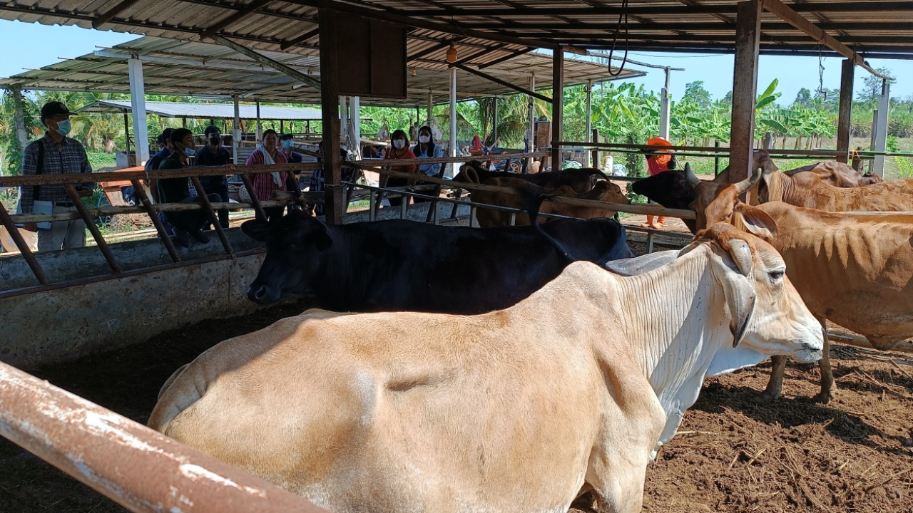 เกษตรโคราชเลี้ยงโคเนื้อแบบปราณีต อาชีพมั่นคง สร้างรายได้นับล้านต่อปี