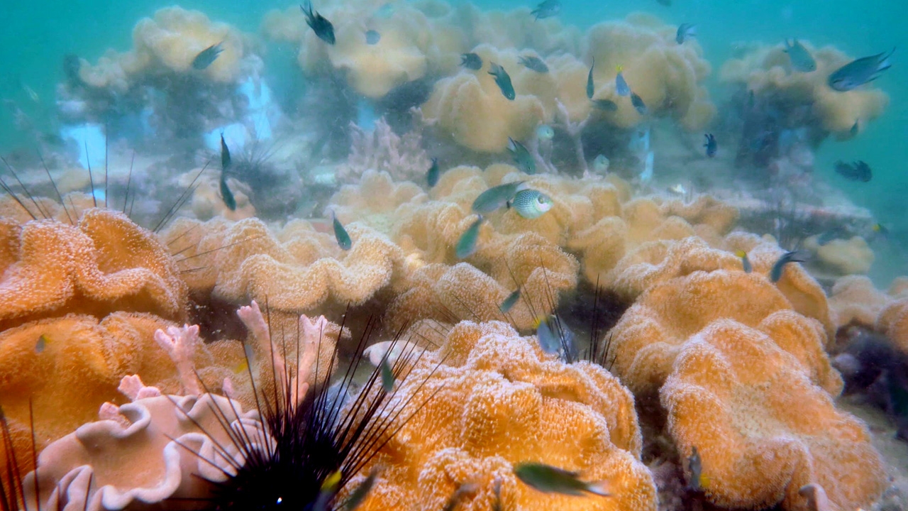 วิกฤติ "ปะการังอ่อน" เร่งขยายพันธุ์ก่อนไม่เหลือ สร้างสมดุลระบบนิเวศใต้ทะเล