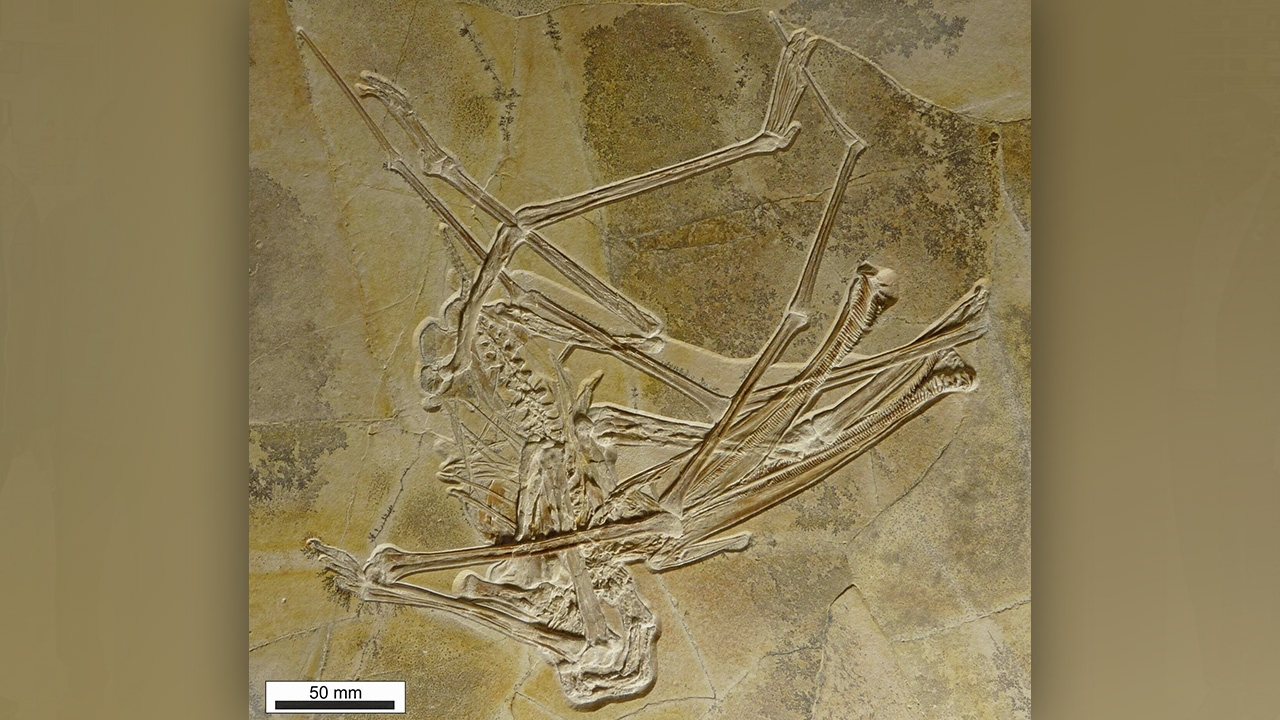 เทอโรซอร์สายพันธุ์ใหม่มีฟันมากกว่า 400 ซี่