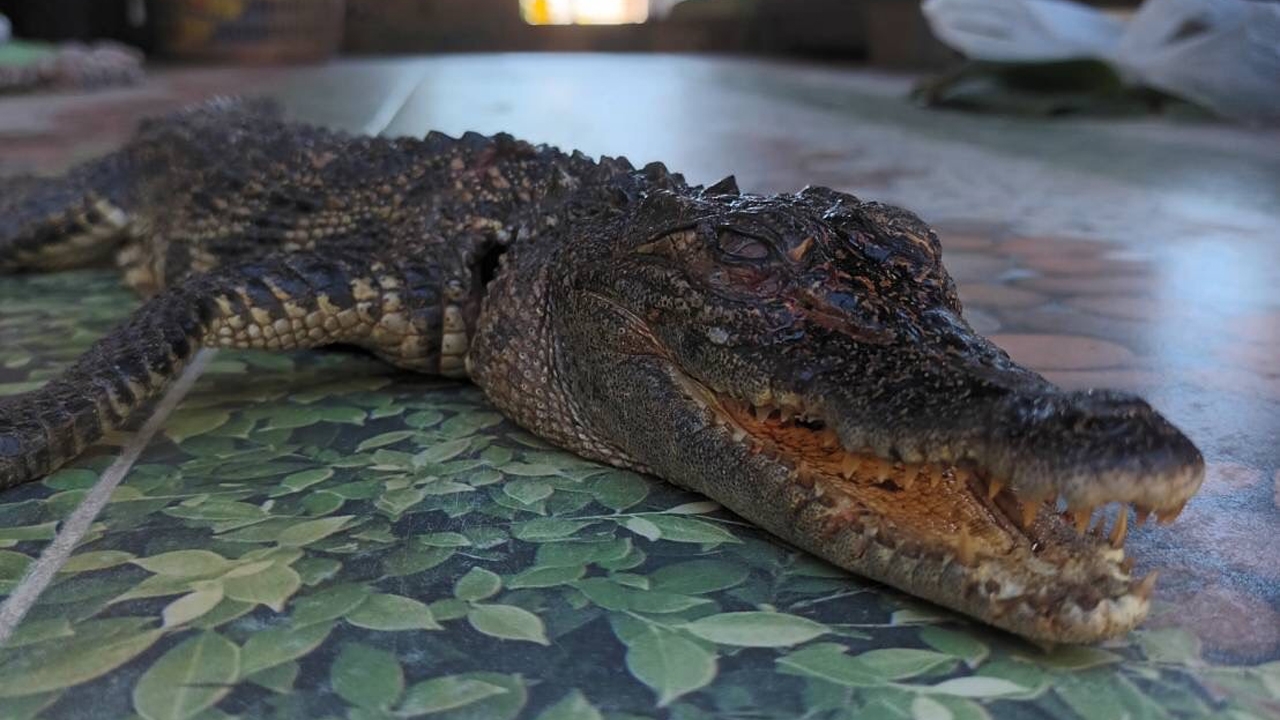 ดำน้ำยิงปลาในแม่น้ำซองกาเลีย แต่ได้ลูกจระเข้หนัก 2 กก. คาดมีคนนำมาปล่อย