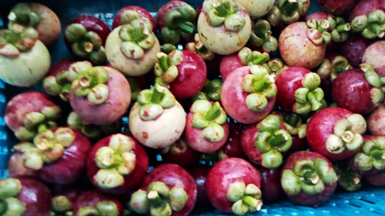 มังคุดปรังพัทลุง เกษตรกรทำออกนอกฤดู ราคากก.เกือบ 200