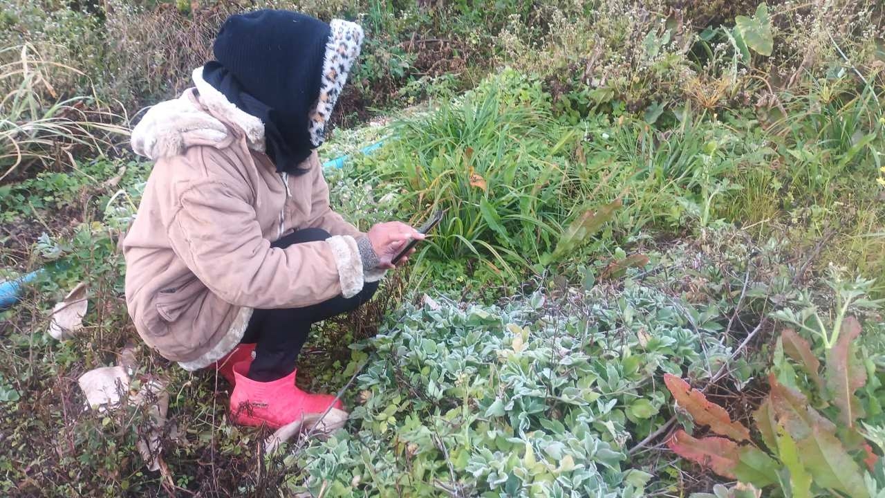 บ้านใหม่ร่องกล้า หนาวสะท้านทรวง ติดลบ 2 องศาฯ เหมยขาบโผล่ให้เห็นเพียบ