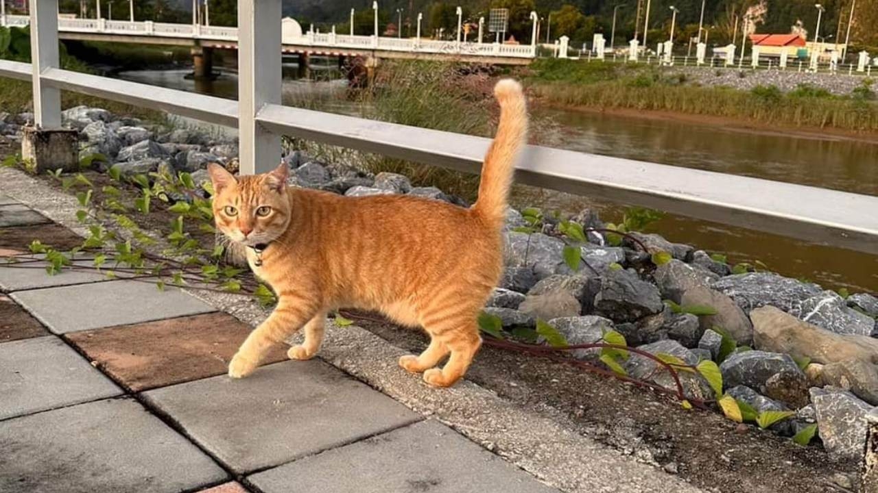 ประกาศตามหา "น้องเรออน" แมวส้ม หายบริเวณจวนผู้ว่าราชการจังหวัดพังงา