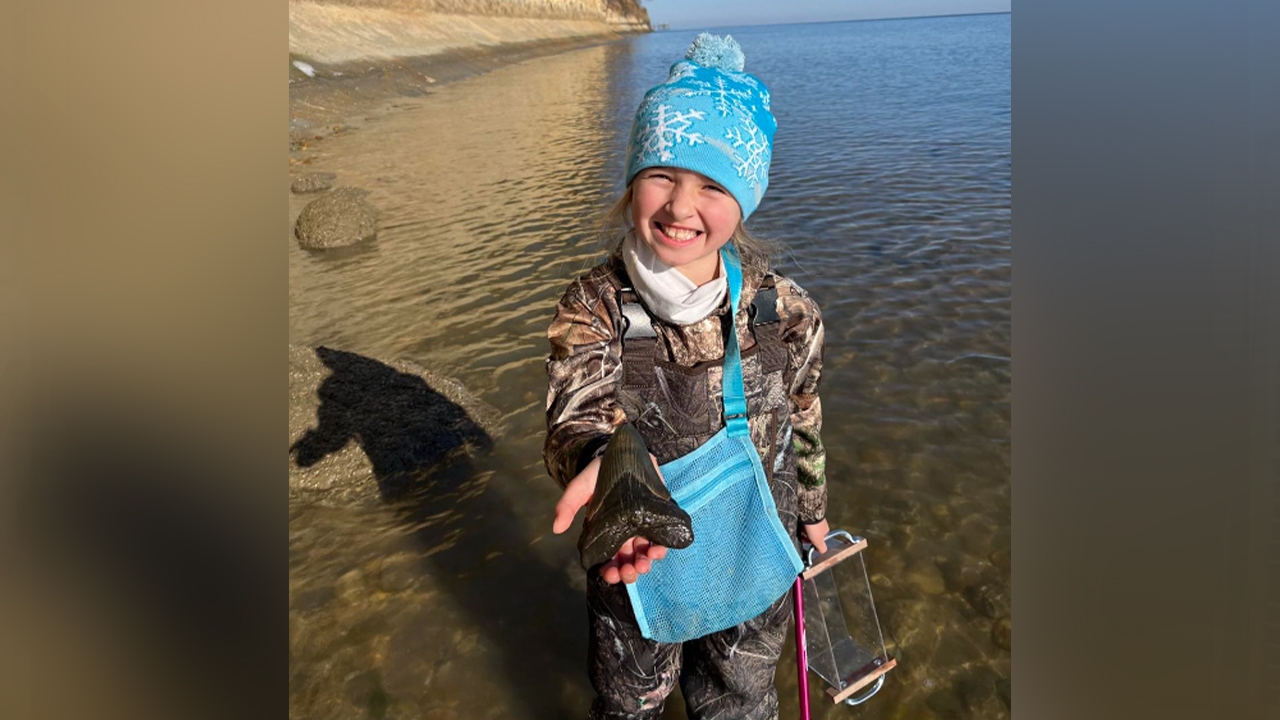 ฮือฮา ด.ญ. 9 ขวบ เจอฟอสซิลฟันฉลามยักษ์ดึกดำบรรพ์ ‘เม็กกาโลดอน’ 