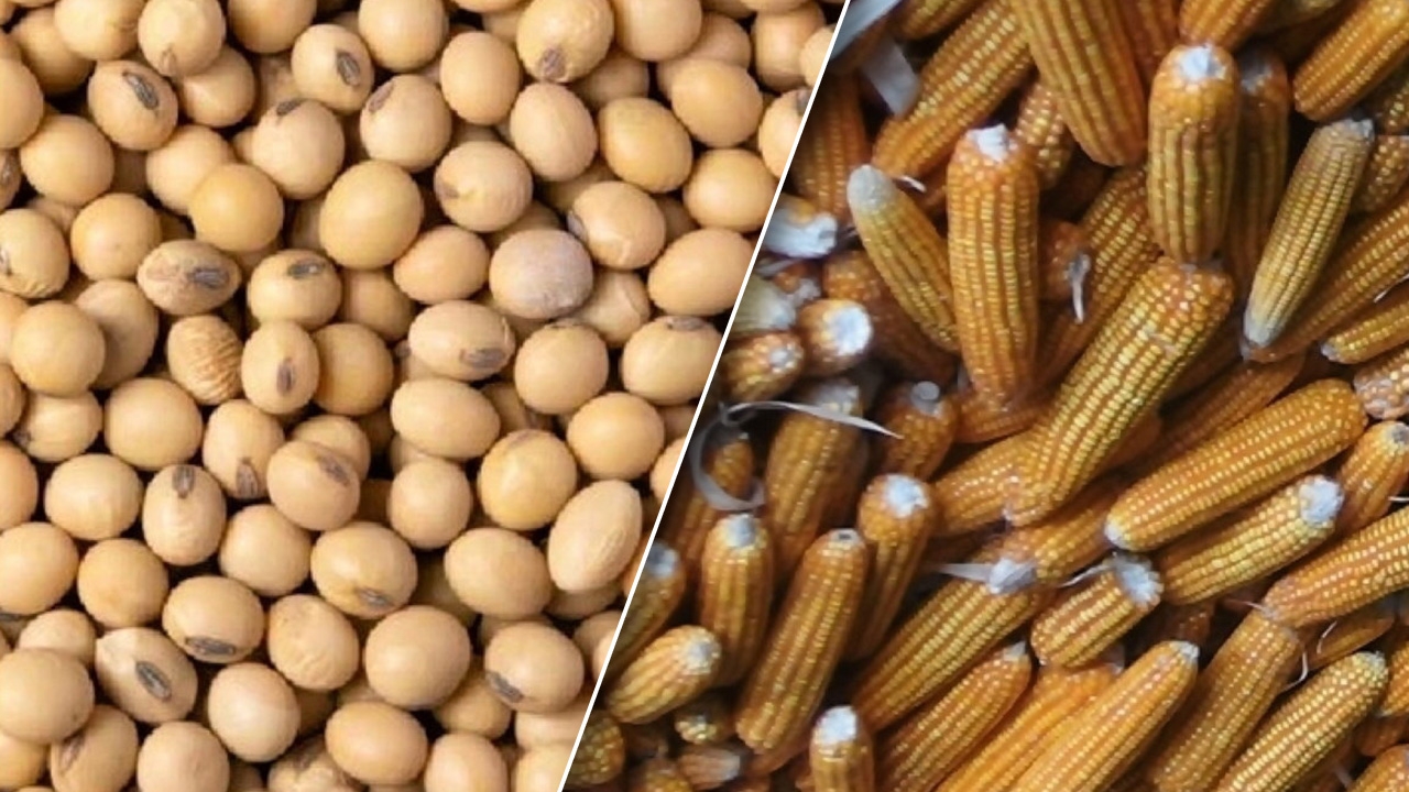 โจทย์ใหญ่คนเลี้ยงหมู