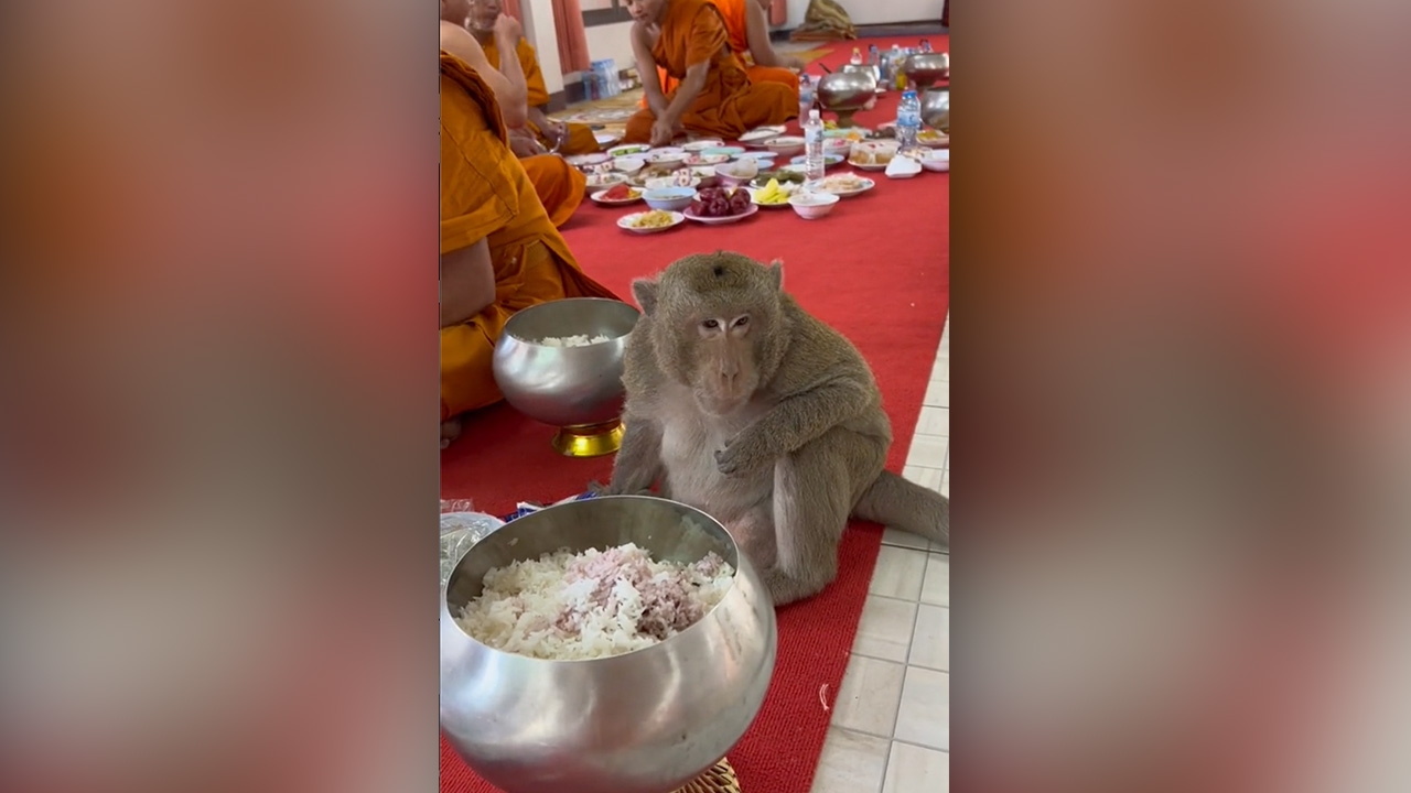 "เจ้าอาวาส" เล่าที่มา "หลวงพ่อจ๋อ" ดาว TikTok ที่ใครเห็นต่างก็เอ็นดู