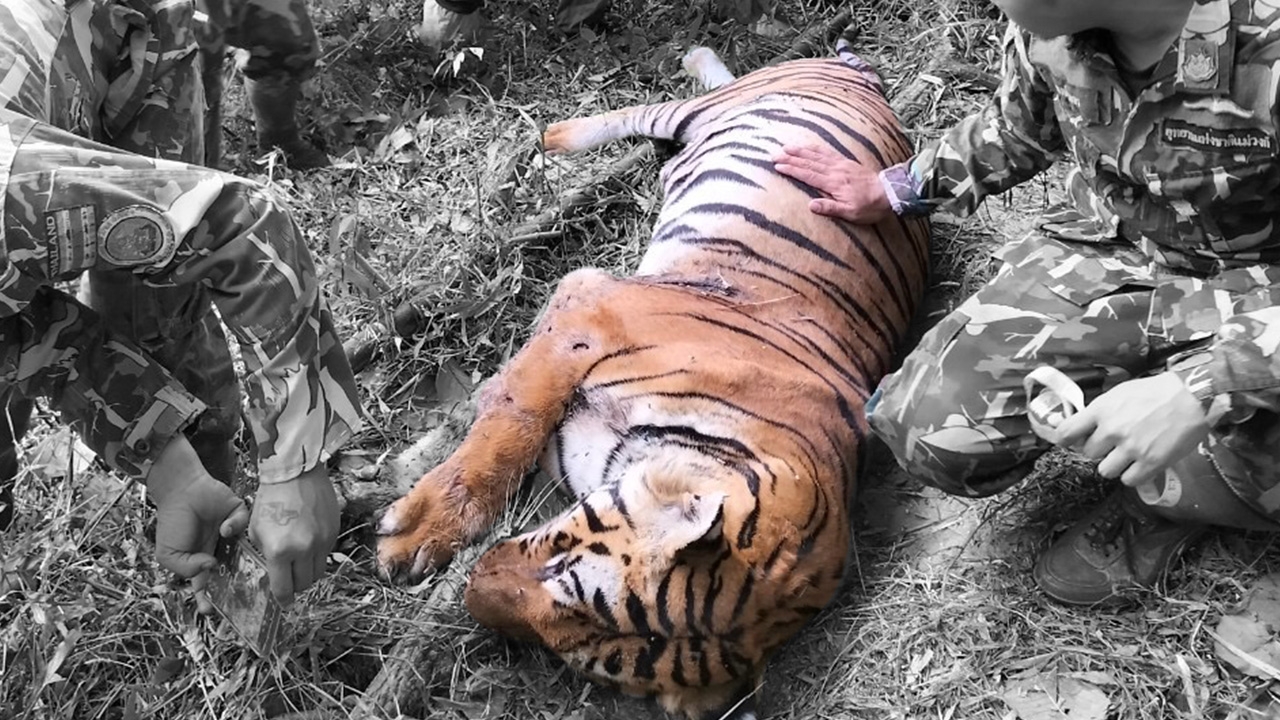 R.I.P. เสือโคร่งวิจิตร ตายสมศักดิ์ศรีเสือ ต่อสู้แย่งตัวเมีย ปกป้องอาณาเขต
