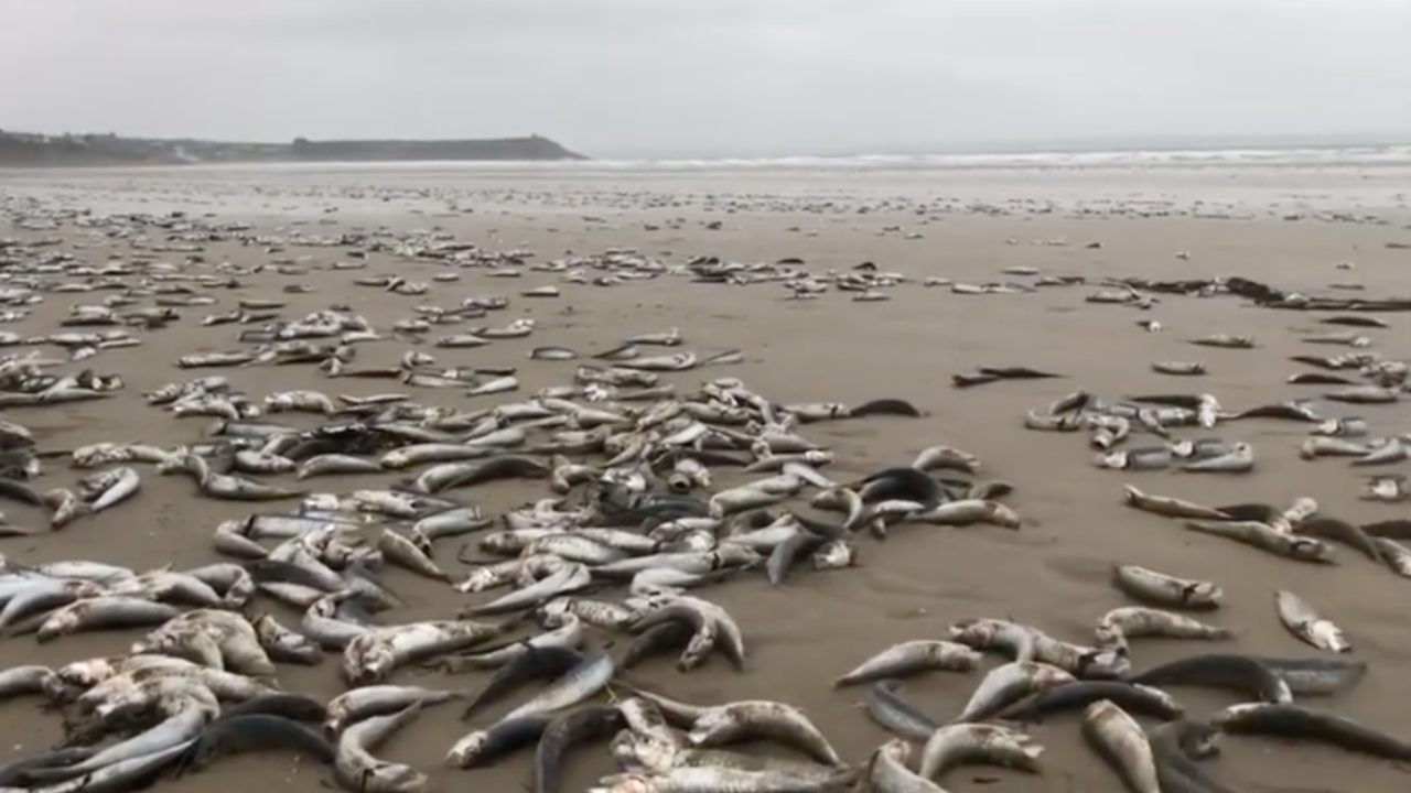 ฝรั่งเศสพบปลาซาร์ดีน ปลาแมคเคอเรล นับพันตัวตายเกลื่อนชายหาดทางตต.(คลิป)