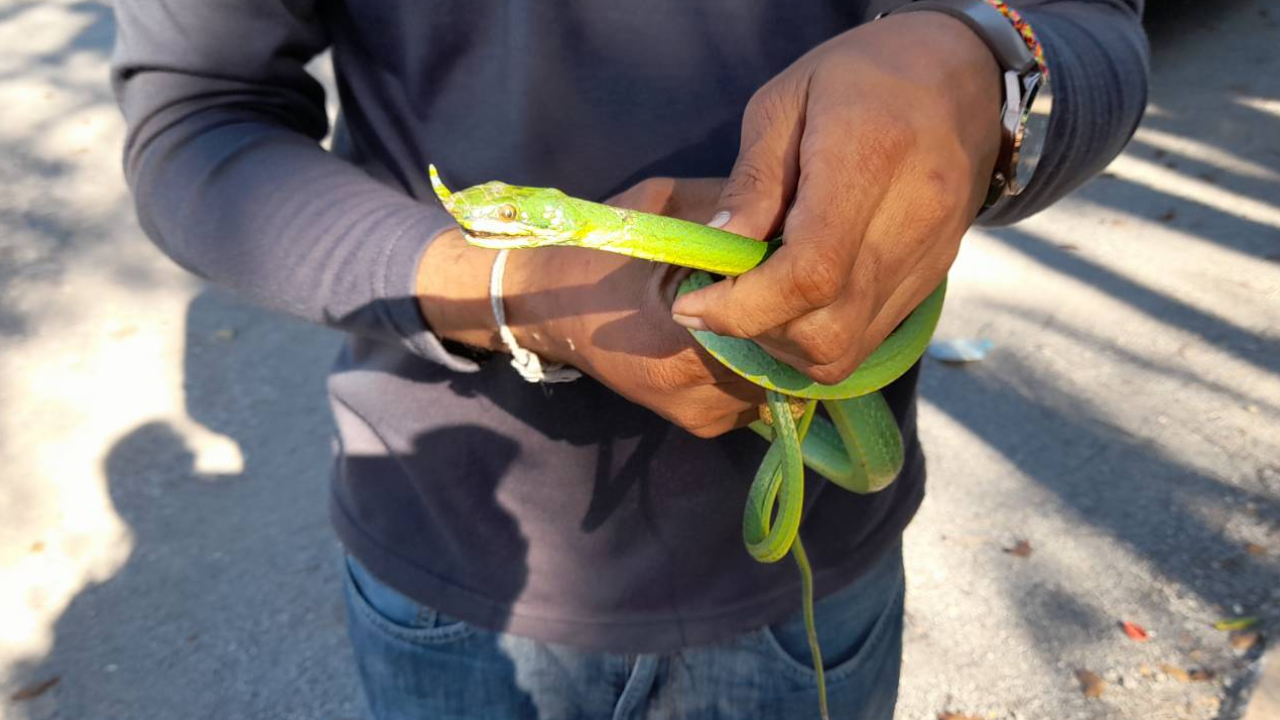 เศร้า พาไปรักษาไม่ทัน "เจ้างูน้อยมีหงอน" ตัวดังที่คำชะโนดตายแล้ว