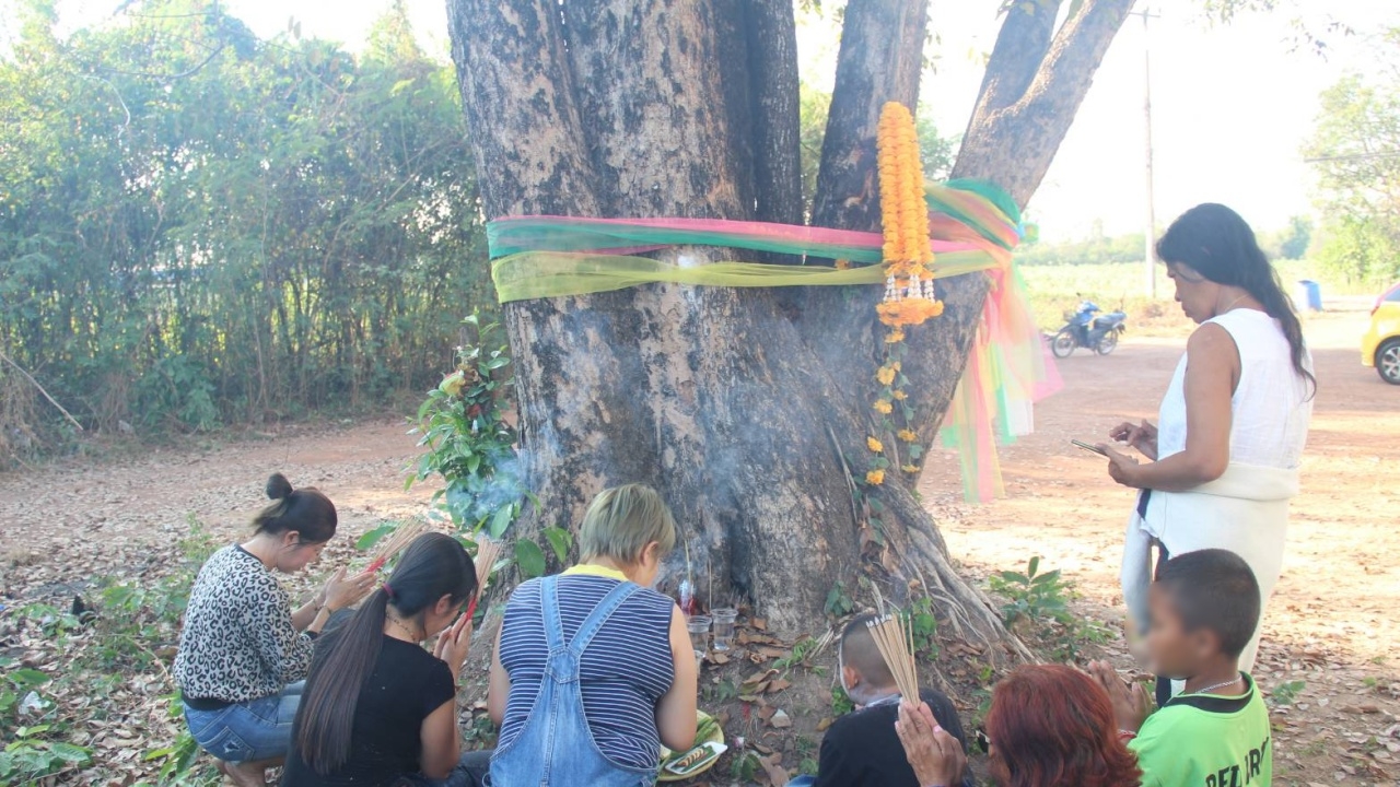 คอหวยฮือฮา แห่ส่อง "เลขเด็ด" ต้นประดู่ศักดิ์สิทธิ์ หลังให้โชคมาแล้ว 5 งวดติด