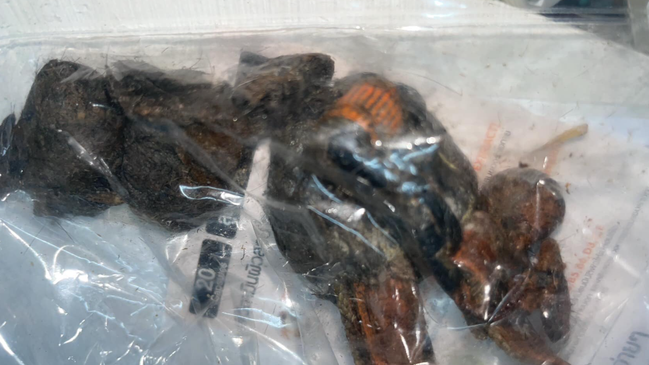 แมวหายนานนับเดือน สาวเจอเบาะแสอีกครั้งในดงงูเหลือม พบเพียงซากปลอกคอ