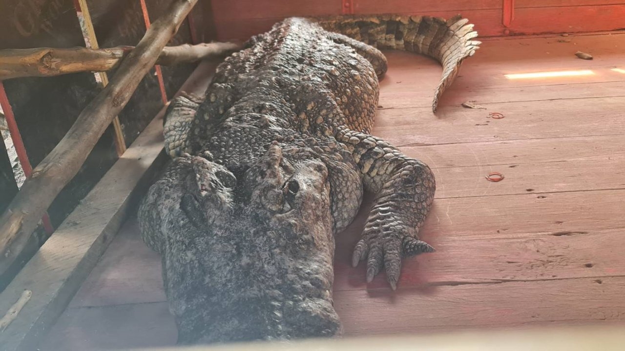 จระเข้คณะโชว์หลุดลงน้ำปิงที่นครสวรรค์ ชาวบ้านผวาต่างห้ามลูกหลานใกล้น้ำ