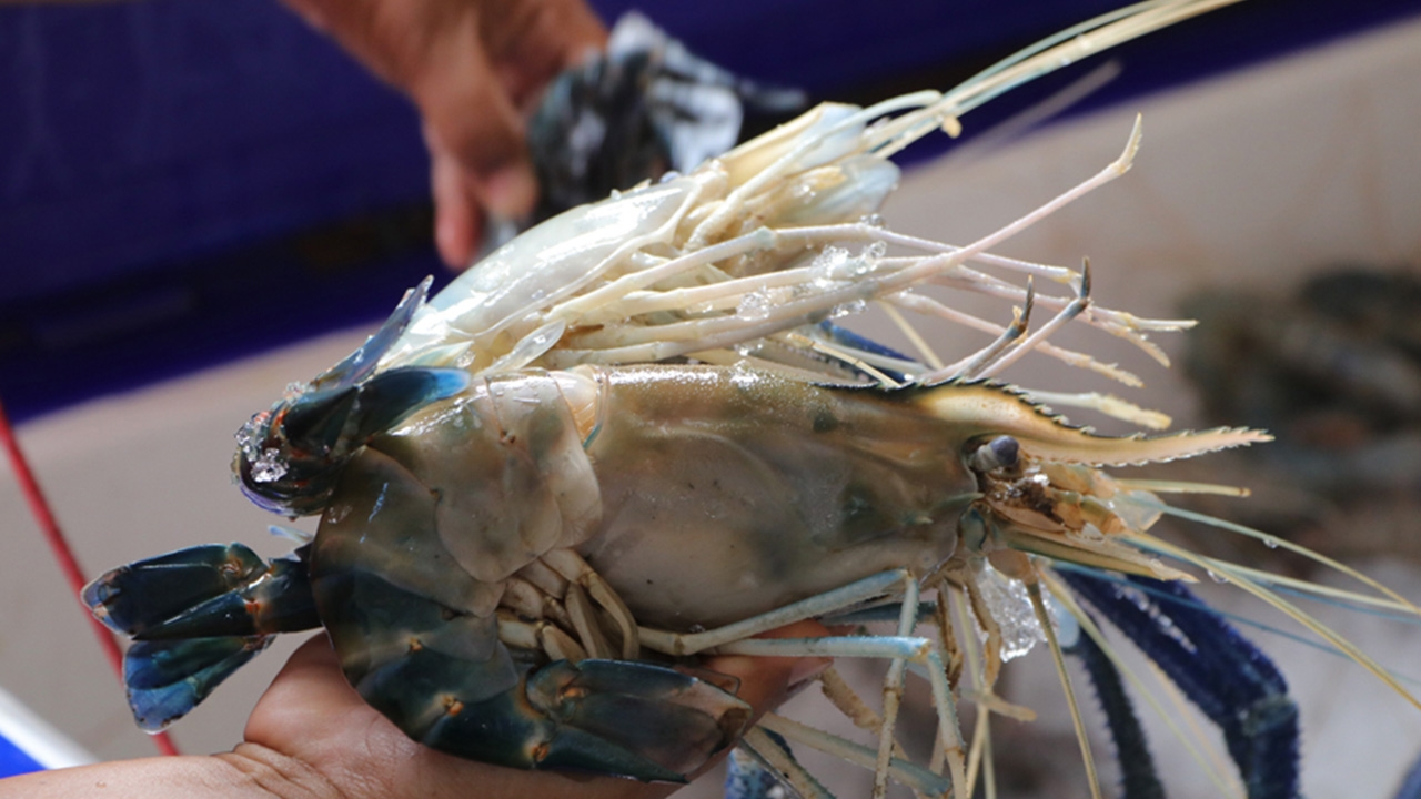 ธนาคารกุ้งก้ามกราม ความพยายามมุ่งรักษา กุ้งสามน้ำ ให้อยู่คู่ทะเลสาบสงขลา