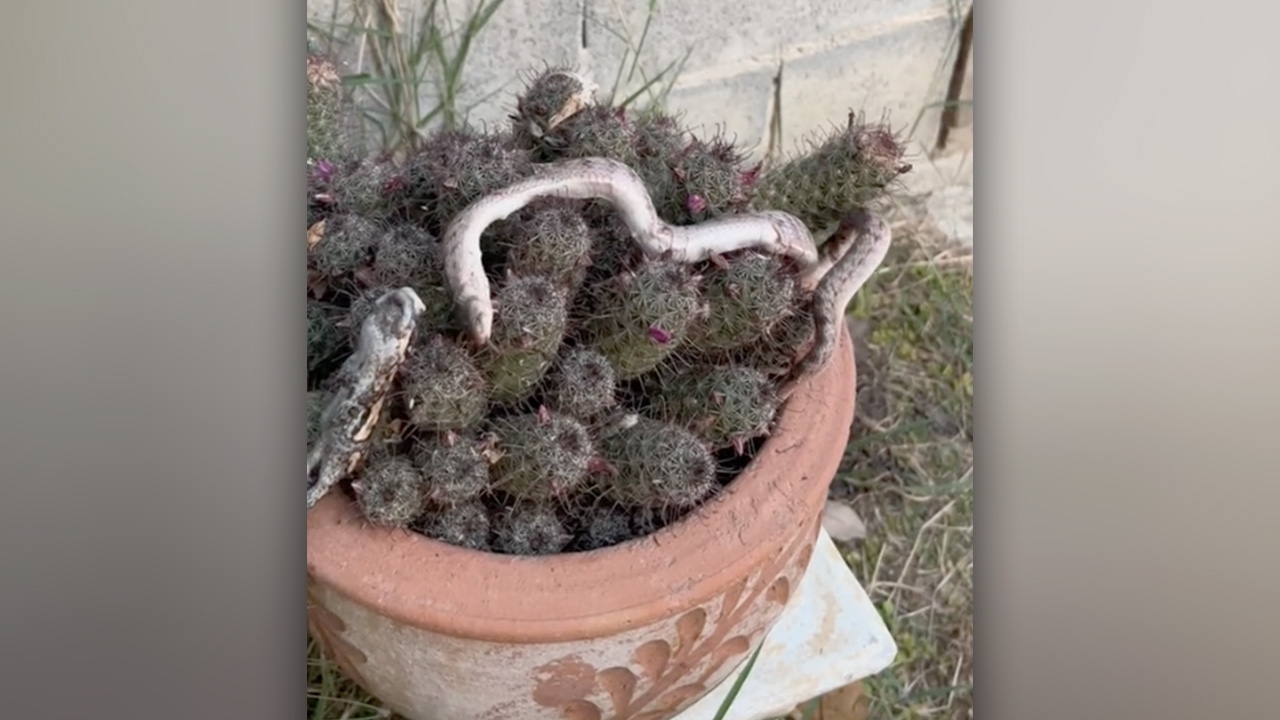 ยิ่งดิ้นยิ่งเจ็บ สาวเผยคลิปช่วย "งู" ติดต้นแคคตัส โดนหนามทิ่มเต็มตัว