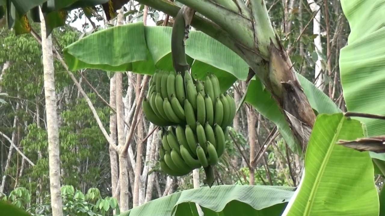 ชาวสวนยางฯ บ้านทำเนียบ รวมตัวปลูกกล้วยหอมทอง ตัดขายส่งโรงงานเป็นรายได้เสริม