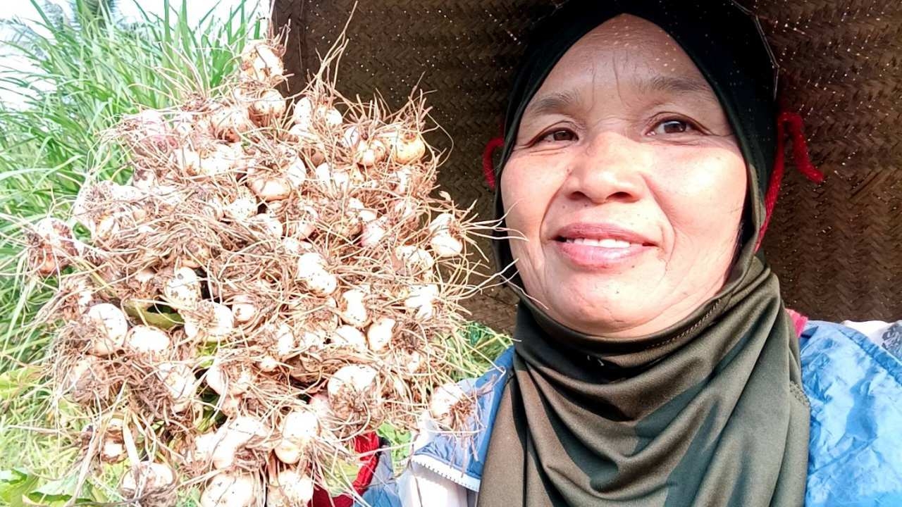 แจ้งเกิด "กระเทียมปาย" ต่อยอด "อมก๋อย โมเดล" กระจายผลผลิตเกษตรแม่ฮ่องสอน