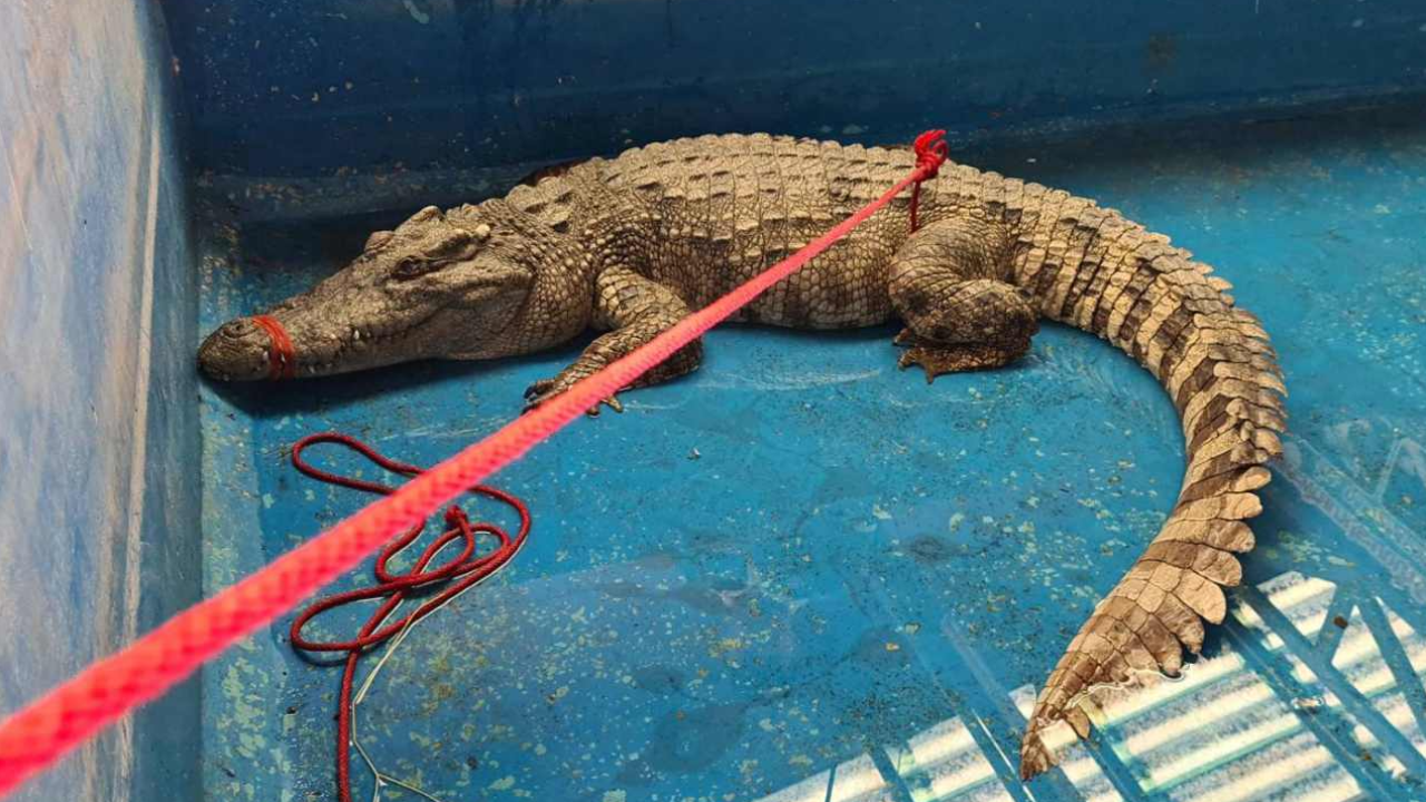 เตรียมบ่อใหม่ขัง ไอ้บอด จระเข้ละครสัตว์หนีลงแม่น้ำปิง แจ้งเอาผิดเจ้าของ 