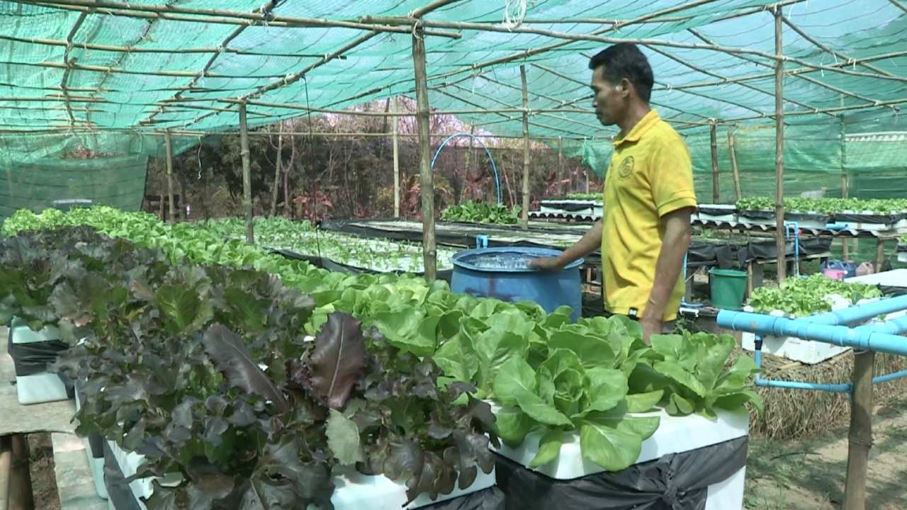 ผู้ใหญ่บ้านที่พิมาย ทำเกษตรผสมผสานบนที่ 4 ไร่ เก็บผักขายสร้างรายได้แบบยั่งยืน