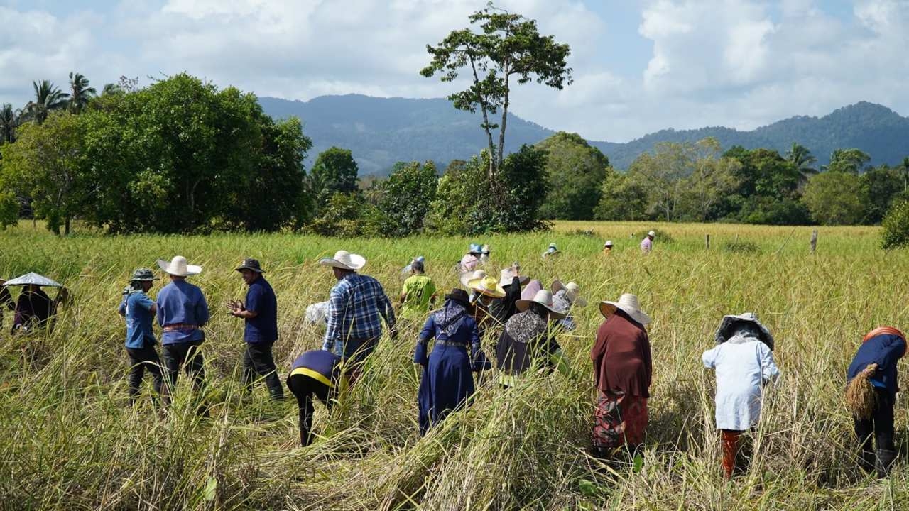 ชาวรามันร่วมลงแขกเกี่ยวและนวดข้าว "เวาะปูเตะห์" พันธุ์พื้นเมืองของยะลา