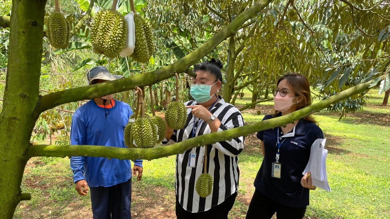 ทุเรียนปากช่อง GI รอกลางปี