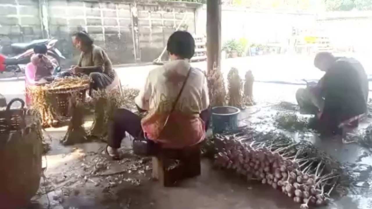 ชาวไทลื้อที่ลำปาง รับจ้างแต่งกระเทียม กก.ละ 5 บาท เป็นงานสร้างรายได้เสริม