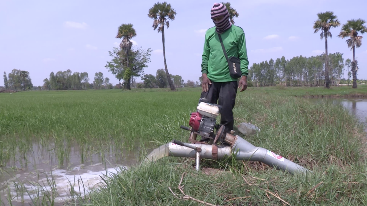 ชาวนาที่พิมายทำนาปรังนอกเขตชลประทาน เหตุปี 65 โดนน้ำท่วม ข้าวไม่พอกินพอขาย