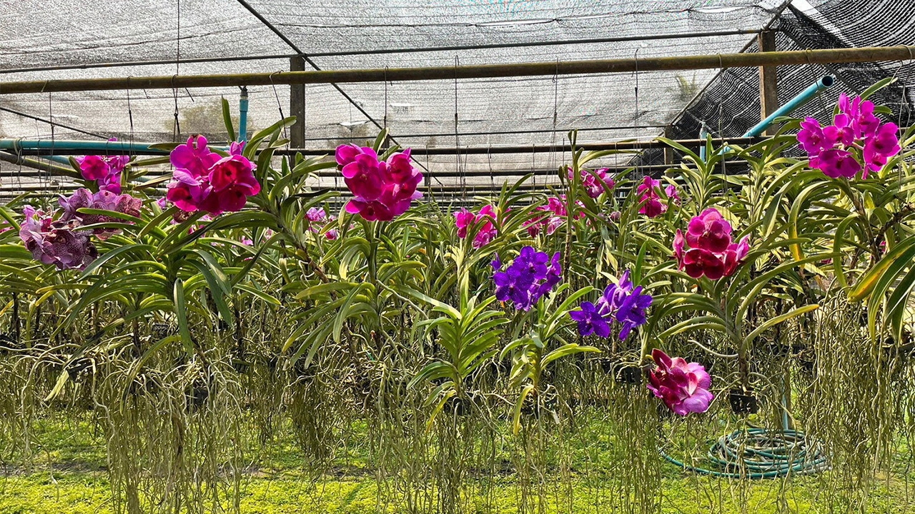 ศูนย์ฯบ้านไร่ หางดง เชียงใหม่ พัฒนาไม้ดอก 83 ชนิดสู่ตลาดโลก