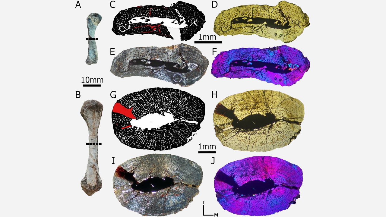 ไขปริศนาอาเอโทซอร์ที่พบเกือบ 150 ปีก่อน