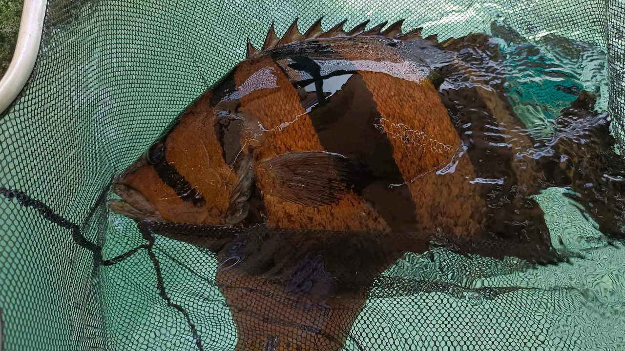 ฮือฮา หนุ่มโพสต์ขายปลาตัวละ 450,000 บาท โซเชียลชี้เป็นของหายาก