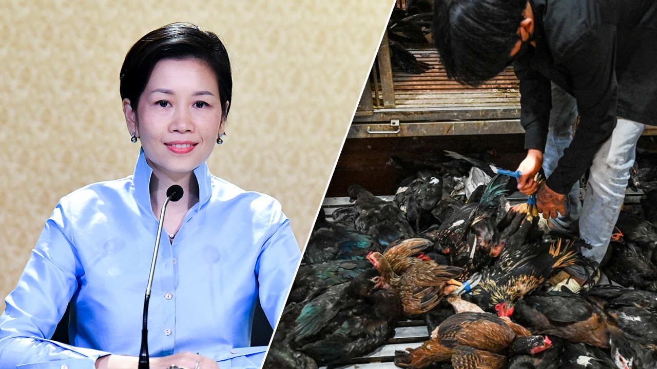 "กรมปศุสัตว์" ยกระดับเฝ้าระวัง "ไข้หวัดนก" หลังพบประเทศเพื่อนบ้านเสียชีวิต