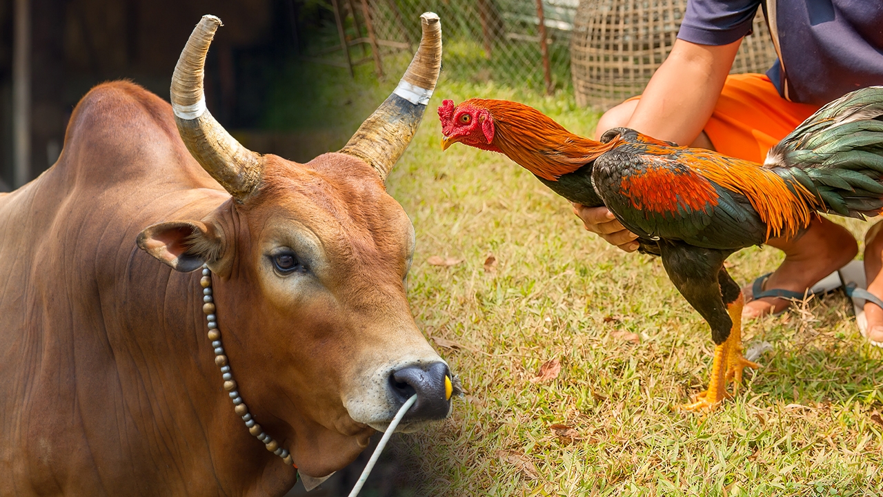 บ่อนไก่ชน-วัวชน มท.ไฟเขียวหลังโควิด คุมนักพนันเดินสาย ปราบแทงออนไลน์